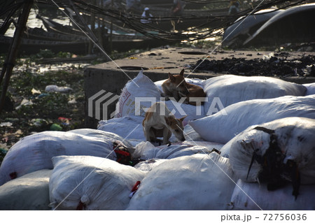 バングラデシュのダッカ　船着場のショドルガットに停留中の渡し船　川岸の荷物の上で休憩する野良犬 72756036