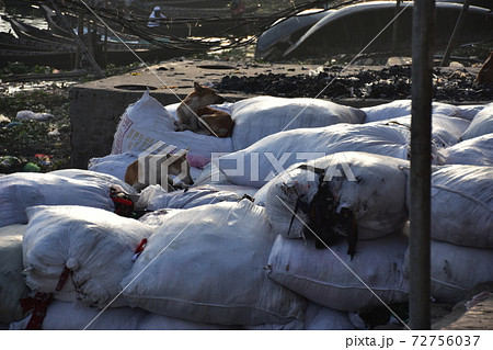 バングラデシュのダッカ　船着場のショドルガットに停留中の渡し船　川岸の荷物の上で休憩する野良犬 72756037
