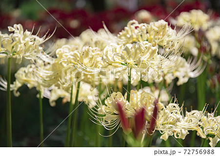 白のヒガンバナ シロバナマンジュシャゲ 府中市郷土の森公園の写真素材