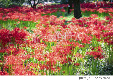 【東京都】府中市郷土の森公園のヒガンバナ 72757028