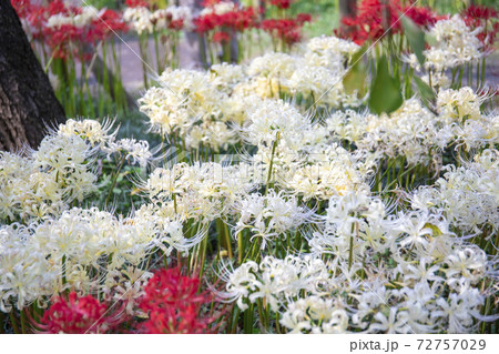 白のヒガンバナ　シロバナマンジュシャゲ 府中市郷土の森公園 72757029