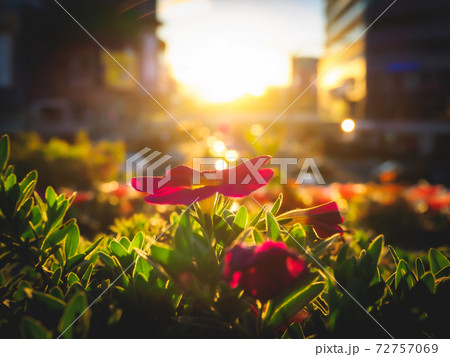 夕陽の沈む大通りと光に包まれる一花の写真素材