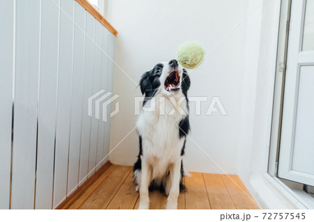 Funny portrait of cute smiling puppy dog border collie holding toy ball in mouth. New lovely member of family little dog at home playing with owner. Pet activity and games at home concept. 72757545