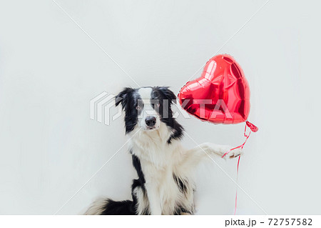 St. Valentine's Day concept. Funny portrait cute puppy dog border collie holding red heart balloon in paw isolated on white background. Lovely dog in love on valentines day gives gift. St. Valentine's Day concept. Funny portrait cute puppy dog border collie holding red heart balloon in paw isolated on white background. Lovely dog in love on valentines day gives gift. 72757582