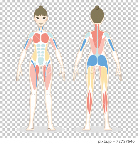 前後からみた女性の全身の筋肉のイラスト 72757640