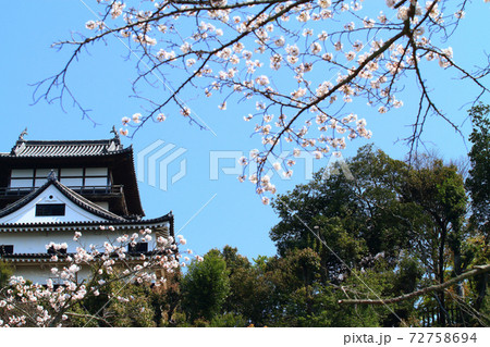 春の犬山市、犬山城と桜の風景 72758694