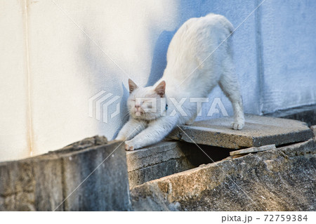 cat cat 72759384