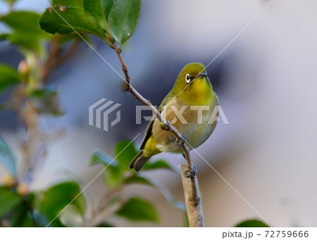 庭のお客さんメジロ 庭のお客さんメジロ 72759666