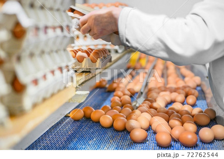 Factory Chicken egg production. Worker sort chicken eggs on conveyor. Agribusiness company.  72762544