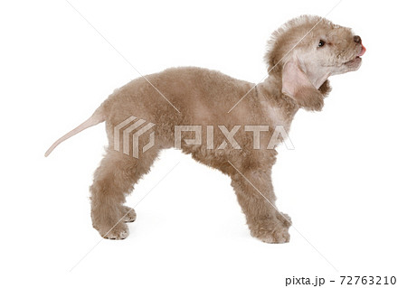 Beige Bedlington Terrier puppy standing in a classic stance over white Beige Bedlington Terrier puppy standing in a classic stance over white 72763210