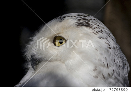 シロフクロウの表情 シロフクロウ 目 シロフクロウの表情 シロフクロウ 目 72763390