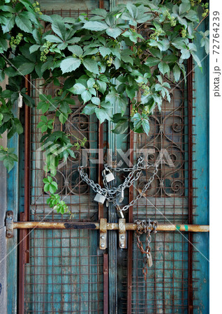 vintage door and overgrown plant vintage door and overgrown plant 72764239