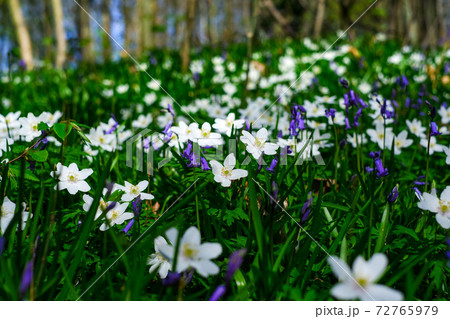 野生の花が咲き乱れる早春の森の風景の写真素材