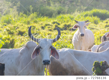 White cow White cow 72766136