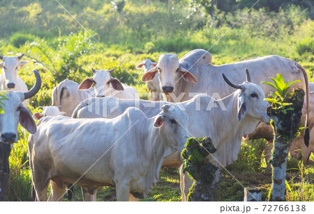 White cow White cow 72766138