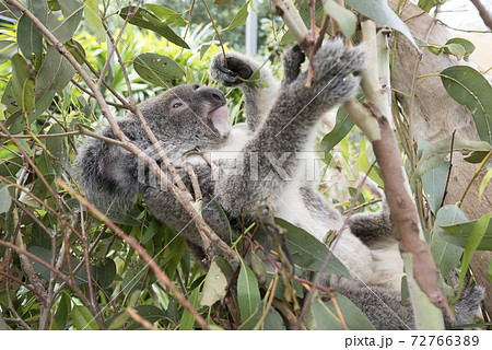 ユーカリを食べるオーストラリアのコアラの写真素材