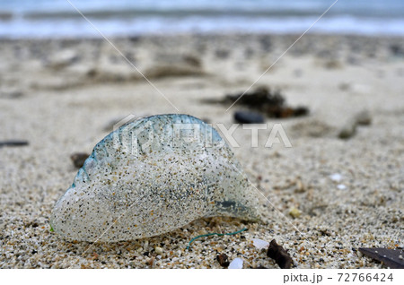奄美大島の砂浜に漂着するカツオノエボシ 72766424