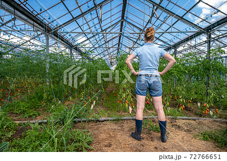 A farmer inspects a crop of tomatoes in a greenhouse on an organic farm 72766651