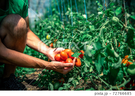 A farmer inspects a crop of tomatoes in a greenhouse on an organic farm 72766685