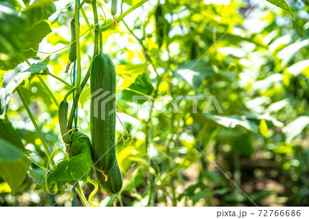 green cucumbers grown in a greenhouse on an organic farm 72766686
