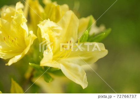 黄蓮華躑躅 きれんげつつじ の花の写真素材