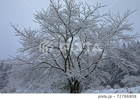 サクラの枝に雪降り積む 福島県只見町 サクラの枝に雪降り積む 福島県只見町 72766808