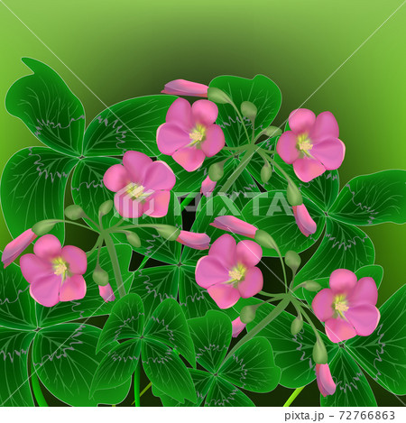 Spring abstract background, vector floral design. Pink oxalis flowers with green leaves 72766863