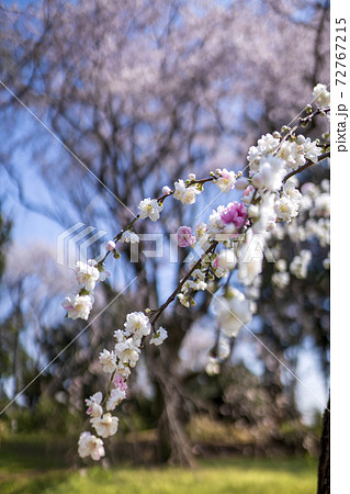 冬来りなば春遠からじ、春を待とう 冬来りなば春遠からじ、春を待とう 72767215