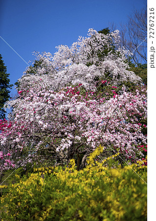 冬来りなば春遠からじ、春を待とう 72767216