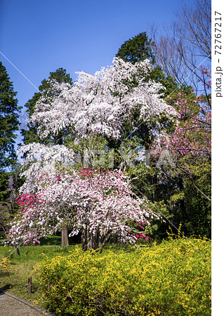 冬来りなば春遠からじ、春を待とう 72767217