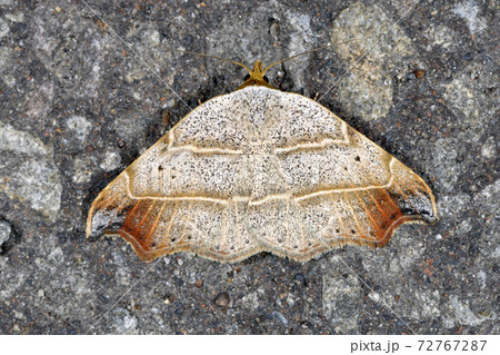 カギアツバ(北海道・層雲峡) カギアツバ(北海道・層雲峡) 72767287
