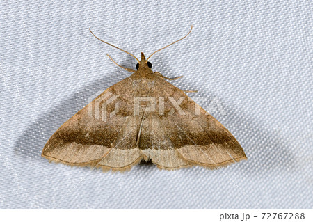 オビアツバ（北海道・層雲峡） 72767288