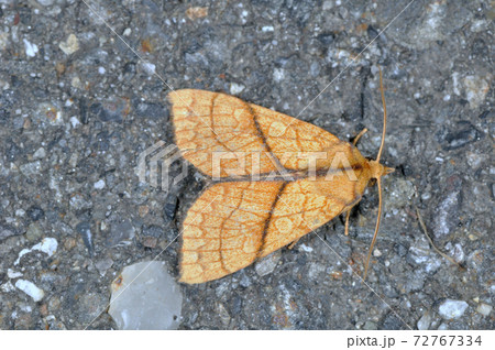 エゾキイロキリガ(長野県・松本市) エゾキイロキリガ(長野県・松本市) 72767334