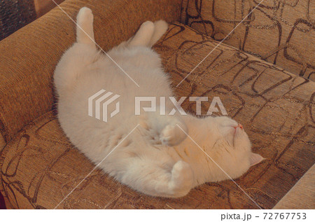 White cat is sleeping on the back on the chair 72767753