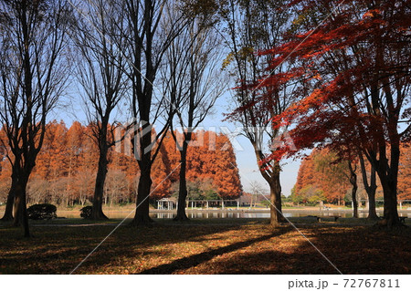 12月　葛飾62メタセコイヤ並木の紅葉･水元公園＆みさと公園 72767811