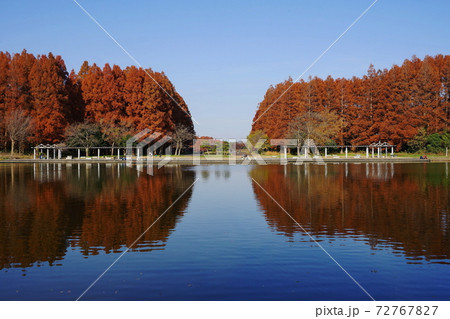 12月　葛飾46メタセコイヤ並木の紅葉･水元公園 72767827