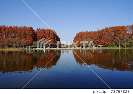 12月　葛飾44メタセコイヤ並木の紅葉･水元公園 72767828