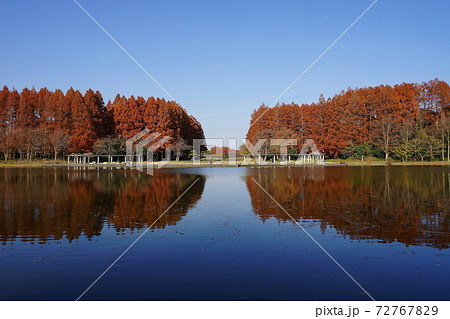 12月　葛飾45メタセコイヤ並木の紅葉･水元公園 72767829