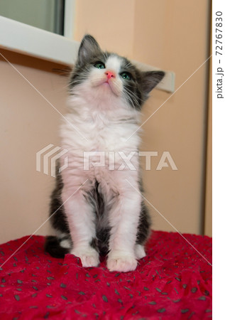 little kitten with green eyes sitting on a red blanket 72767830