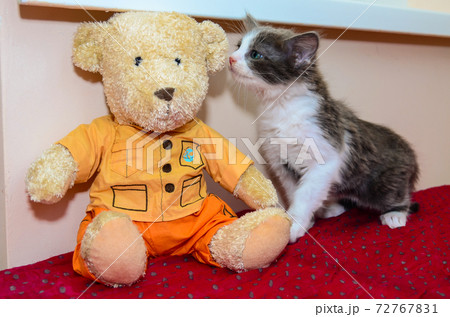 kitten and teddy bear on a red blanket 72767831