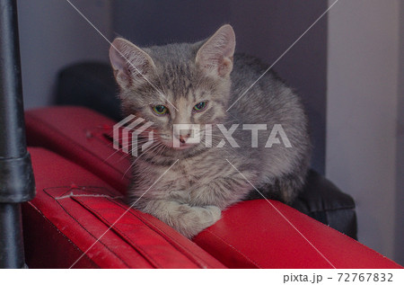 little gray kitten lies on red 72767832