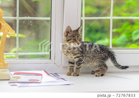 Little gray kitten at the window 72767833