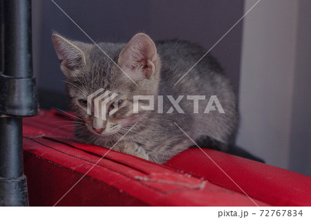 little gray cat lying on the floor 72767834