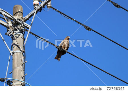 電線にとまる鷹 電線にとまる鷹 72768365