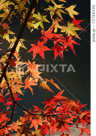 紅葉 72768390