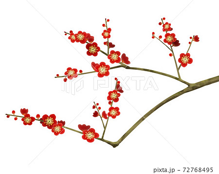 梅の花 - 複数のバリエーションがあります 72768495