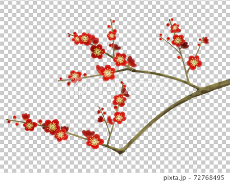 梅の花 - 複数のバリエーションがあります 72768495