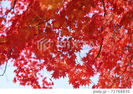真っ赤な紅葉を見上げる(空バック) 真っ赤な紅葉を見上げる(空バック) 72768830