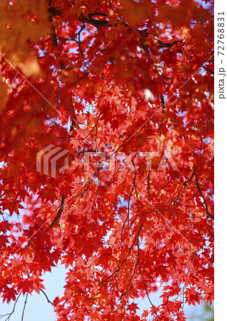 真っ赤な紅葉を見上げる(空バック) 真っ赤な紅葉を見上げる(空バック) 72768831