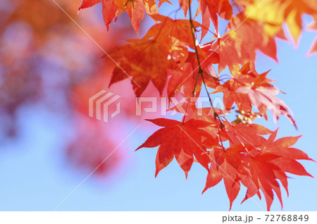 真っ赤な紅葉を見上げる(空バック) 真っ赤な紅葉を見上げる(空バック) 72768849